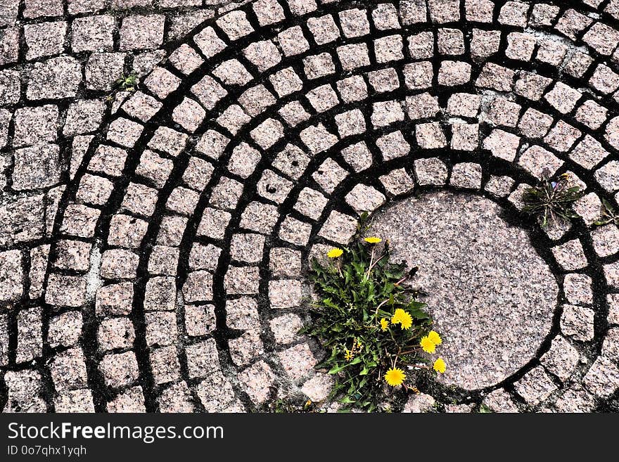 Grass, Pattern, Cobblestone, Flower