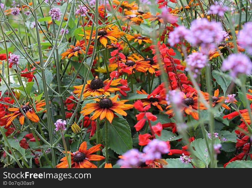 Plant, Flower, Flora, Flowering Plant