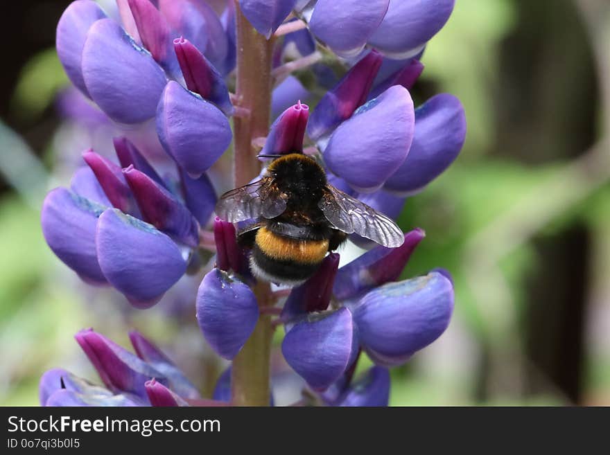 Bee, Flower, Flora, Honey Bee