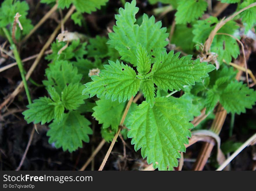 Plant, Leaf, Flora, Herb