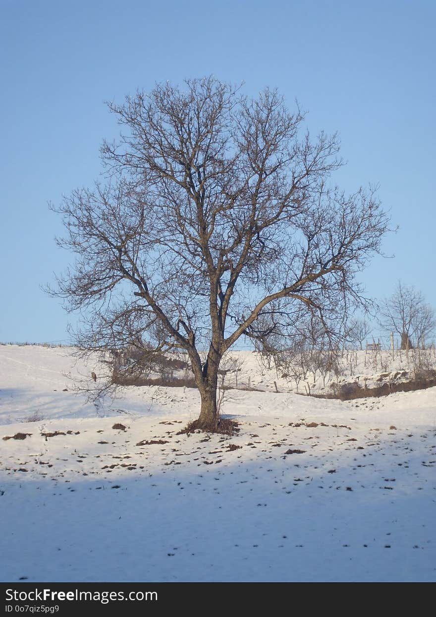 Tree, Winter, Snow, Sky