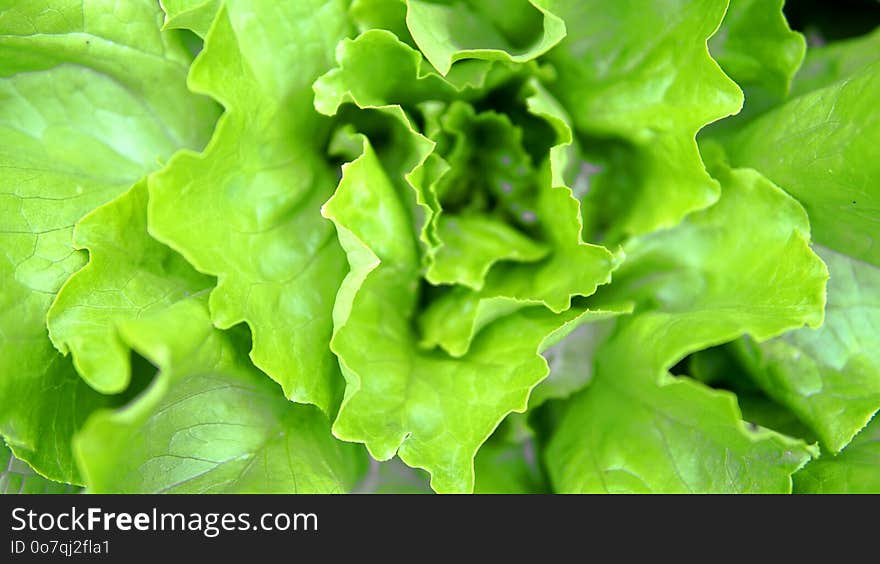 Leaf Vegetable, Leaf, Vegetable, Lettuce