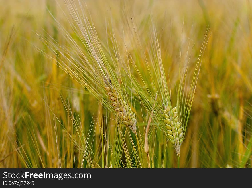 Food Grain, Barley, Cereal, Wheat