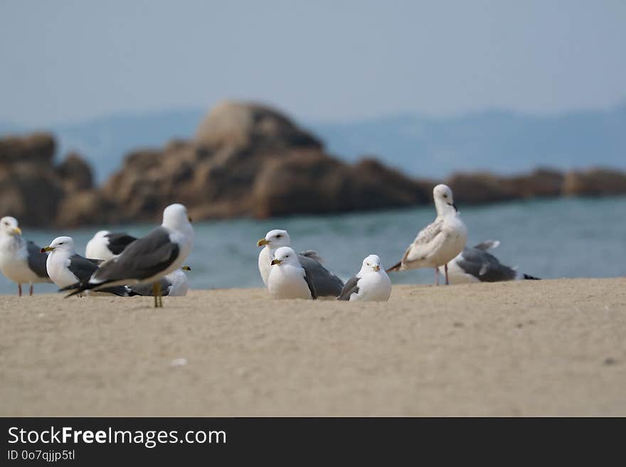 Seabird, Bird, Gull, Fauna