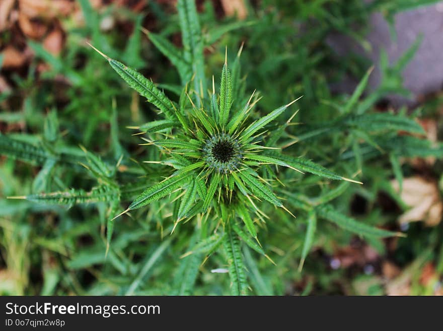 Plant, Flora, Subshrub