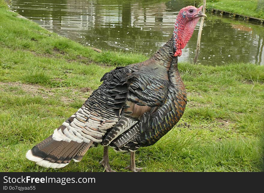 Wild Turkey, Domesticated Turkey, Galliformes, Bird