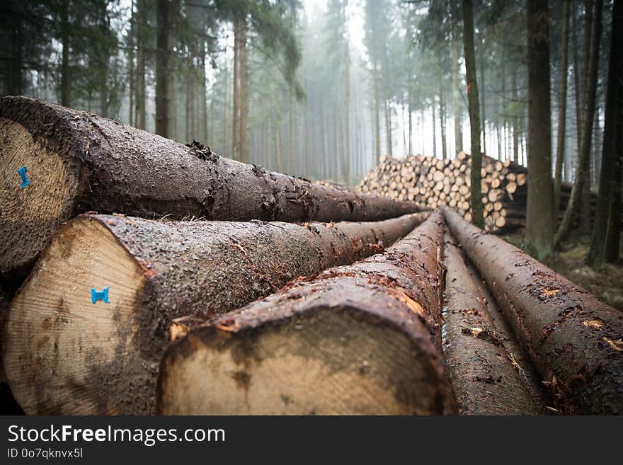 Tree, Woodland, Forest, Wood