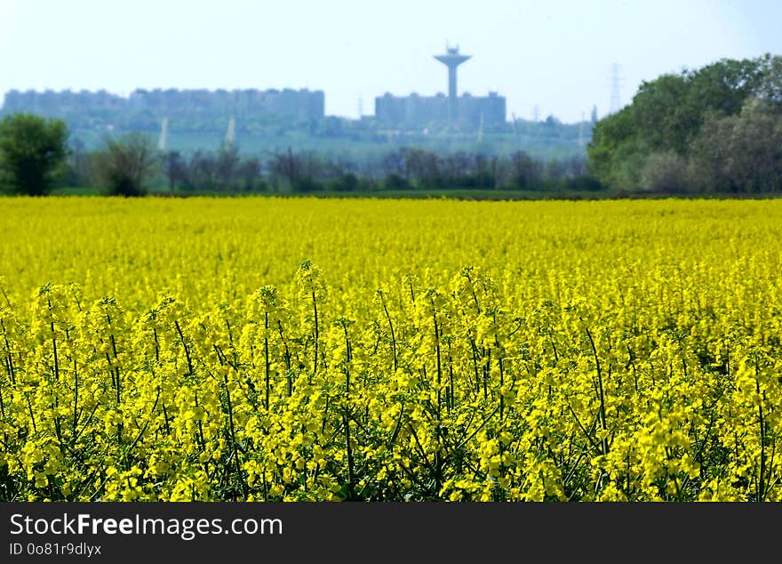 yellow flowering rapeseed canola field with urban background