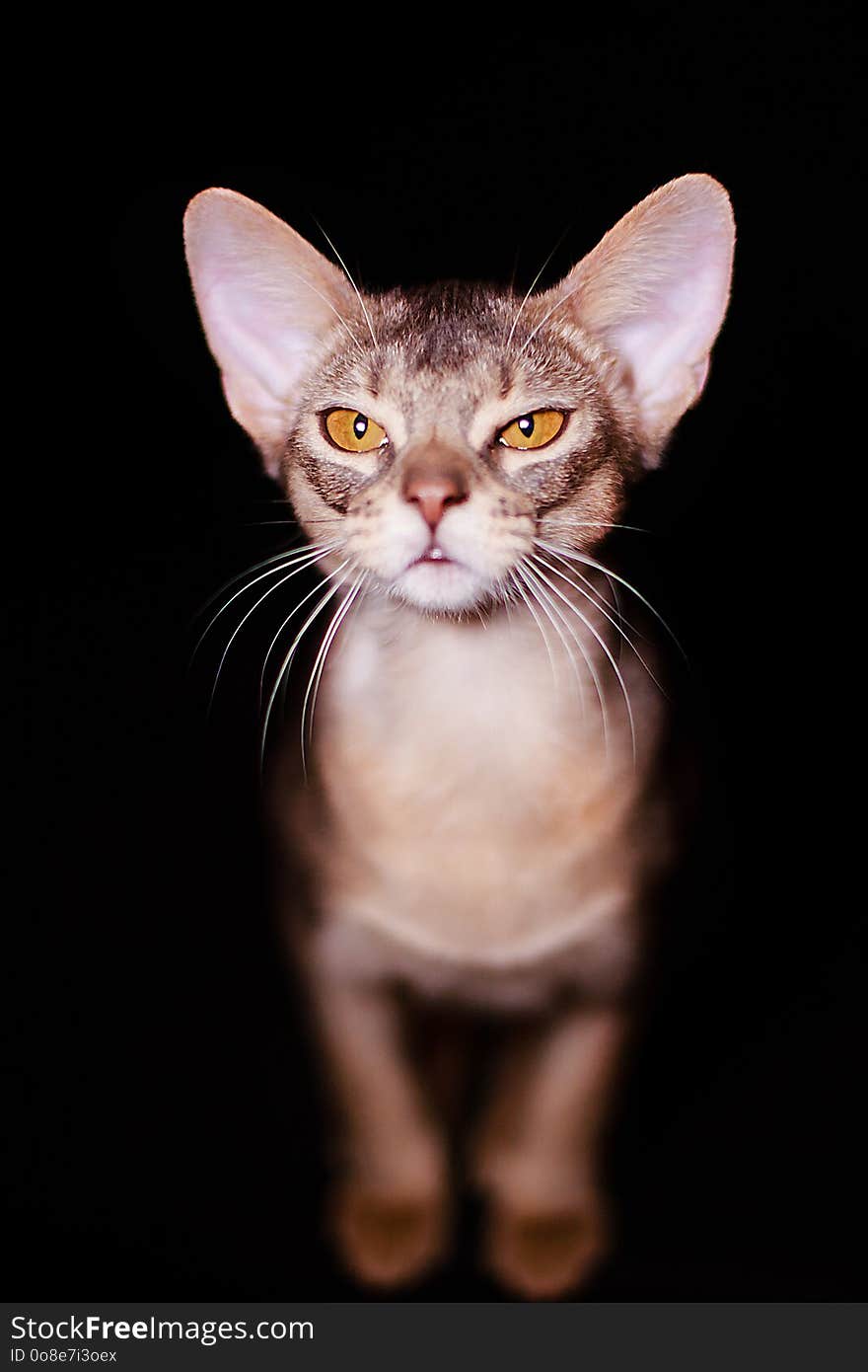 The Abyssinian cat close up, portrait