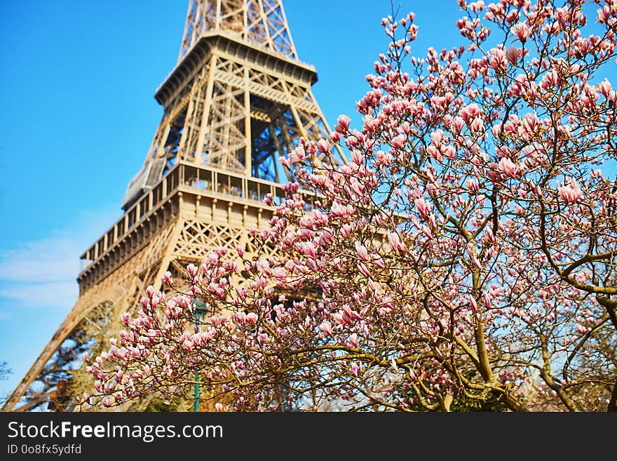 Eiffel Tower with blooming magnolia spring tree, Paris, France