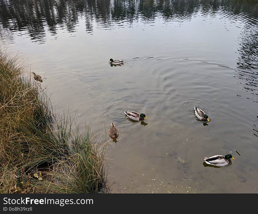 The ducks and the rippling lake at Woburn