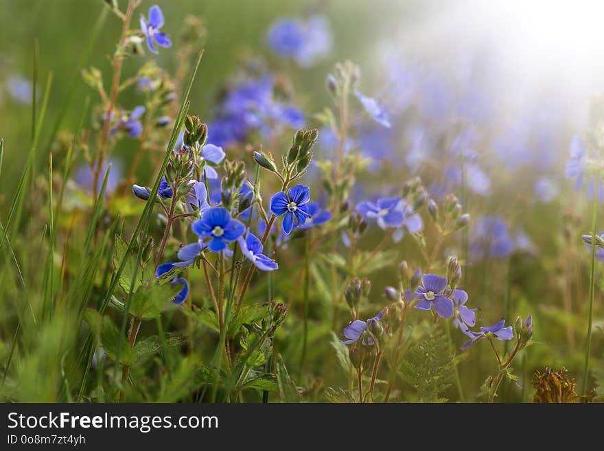 Flower Veronica on a summer meadow. Flower Veronica on a summer meadow