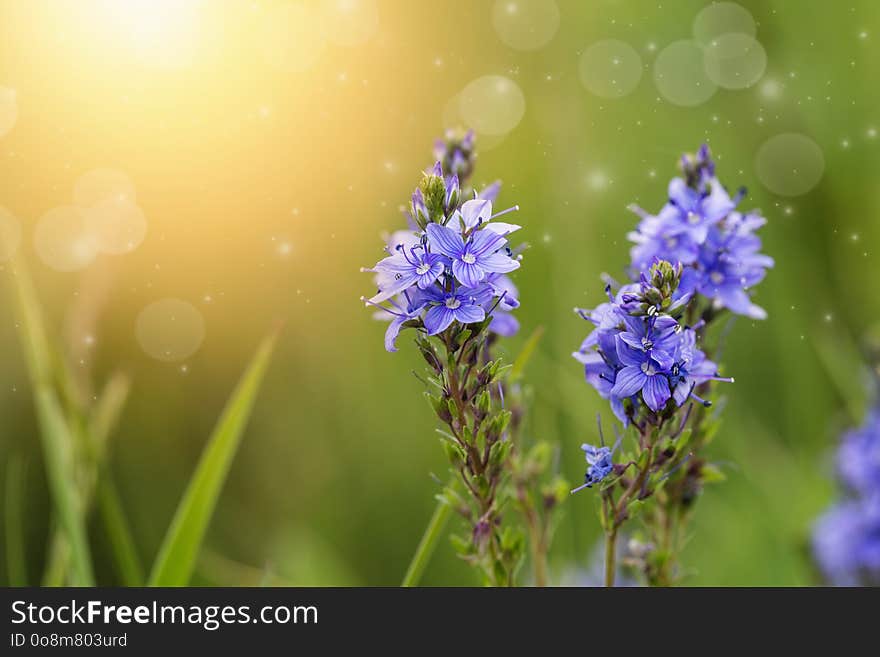 Flower Veronica on a summer meadow. Flower Veronica on a summer meadow