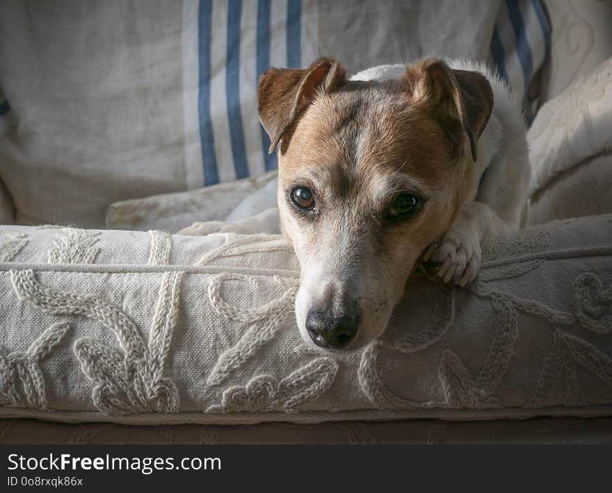 A close-up portrait of a brown and white short legged Jack Russell Terrier. A close-up portrait of a brown and white short legged Jack Russell Terrier