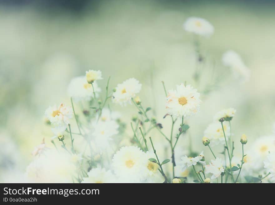 Chrysanthemum flower in nature view