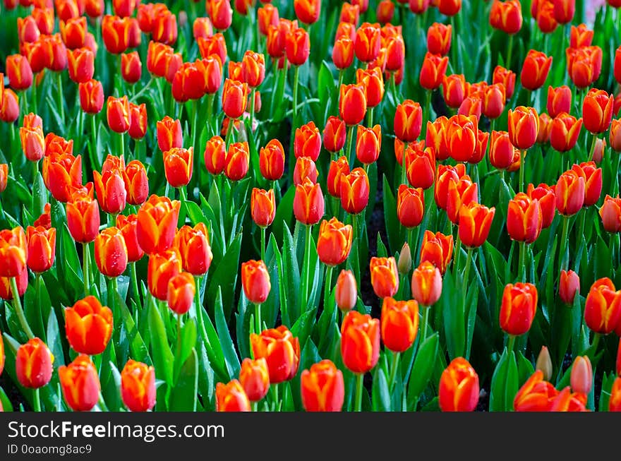 The red yellow tulip fields are densely blooming