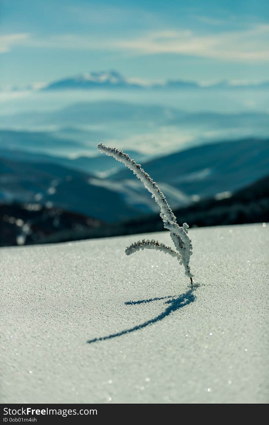 Plant shadow on the snow