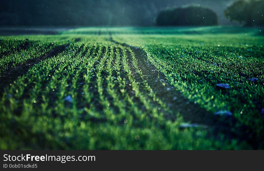 Corn field on an autumn evening on sunset while the sun is flareing into the lense with dust particles, warm and green harmful colors on a agriculture field in germany