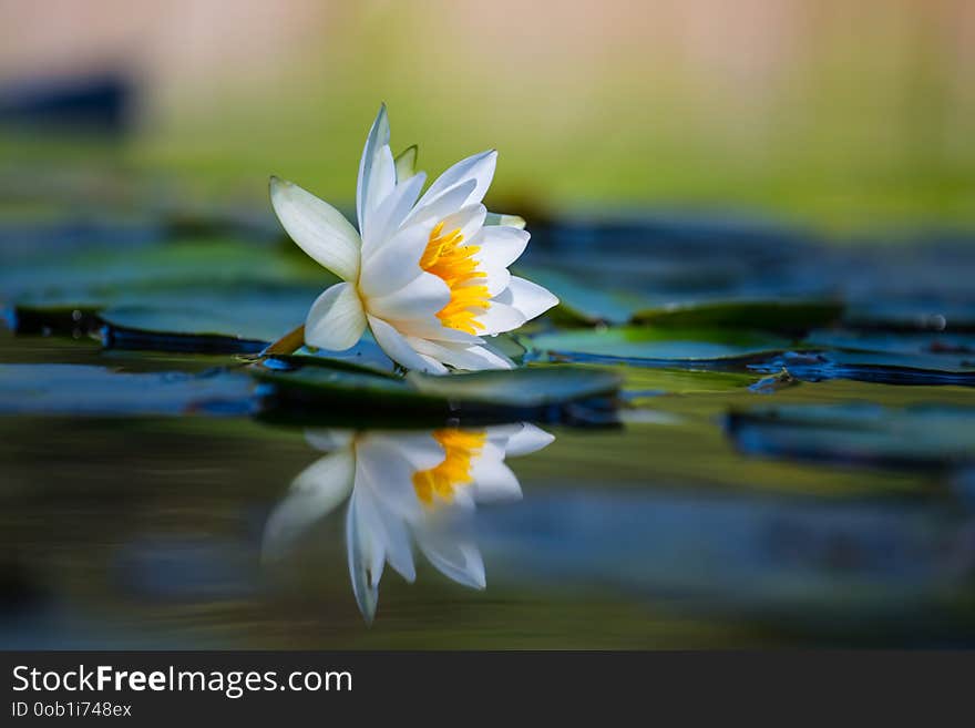 Closeup white lily on the summer river