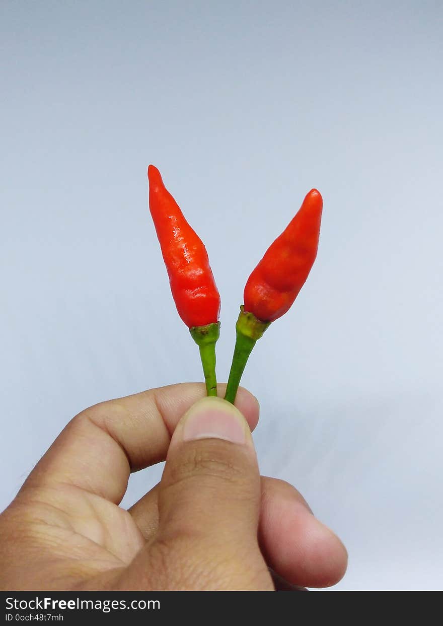 Red hot chili on white background ,taken with mini studio photo