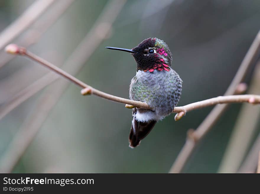 Male Annas Hummingbird