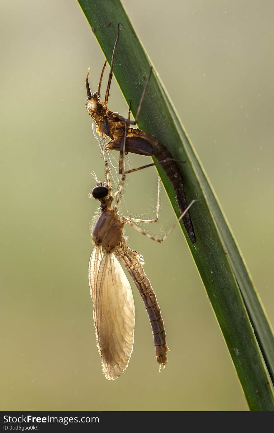 Calpteryx splendens larvae crawls out of the water to the shore and rises through the plant metamorphosis of the appearance of an adult adult from a nymph larva.