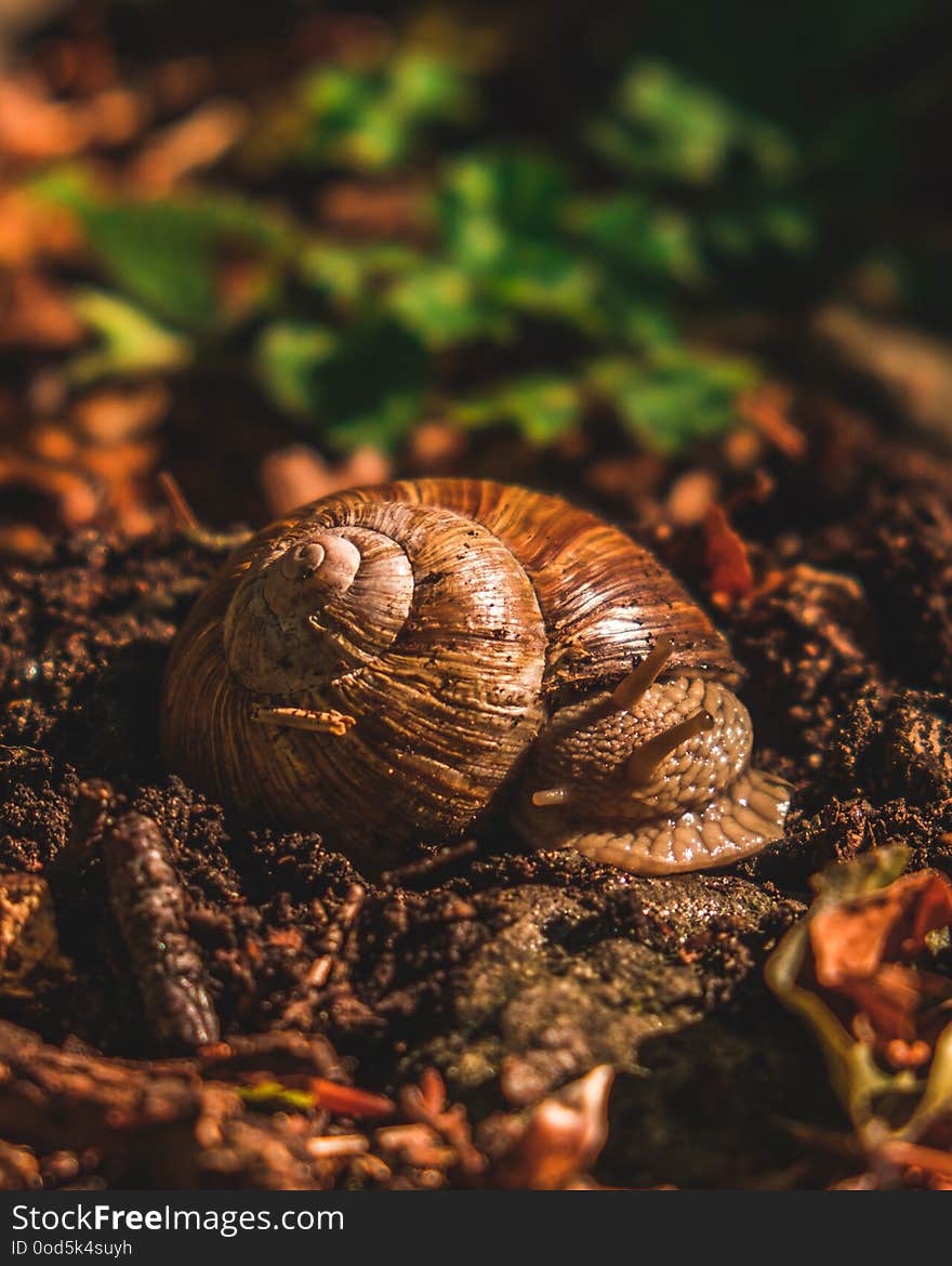 Snail resting on the ground in a forest. Snail resting on the ground in a forest