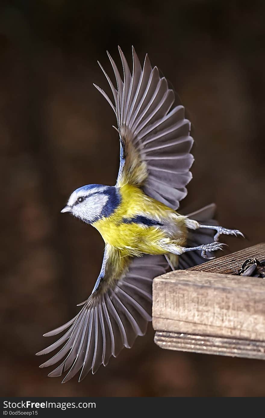 Tit freeze birds parus on the food. Speedlight photo