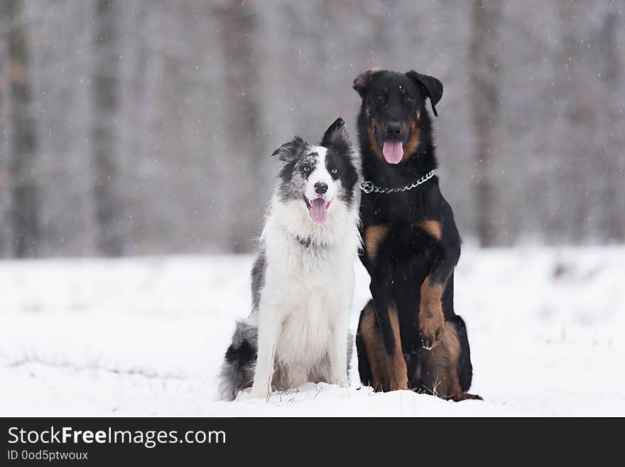 Dogs in the winter park. Dogs in the winter park