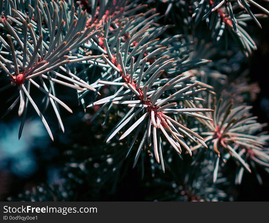 Closeup of the beautiful pine tree