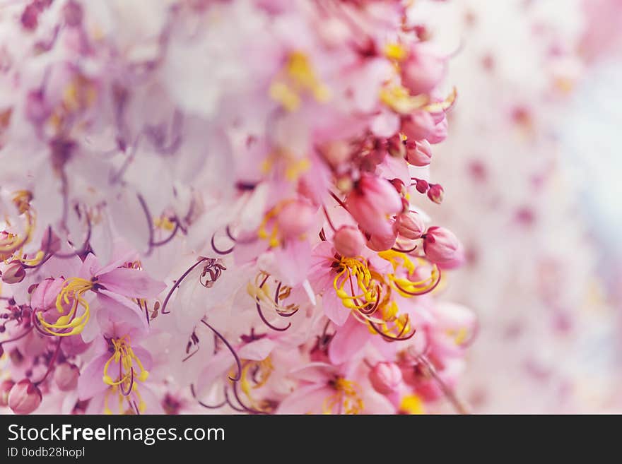 Blossoming Cassia