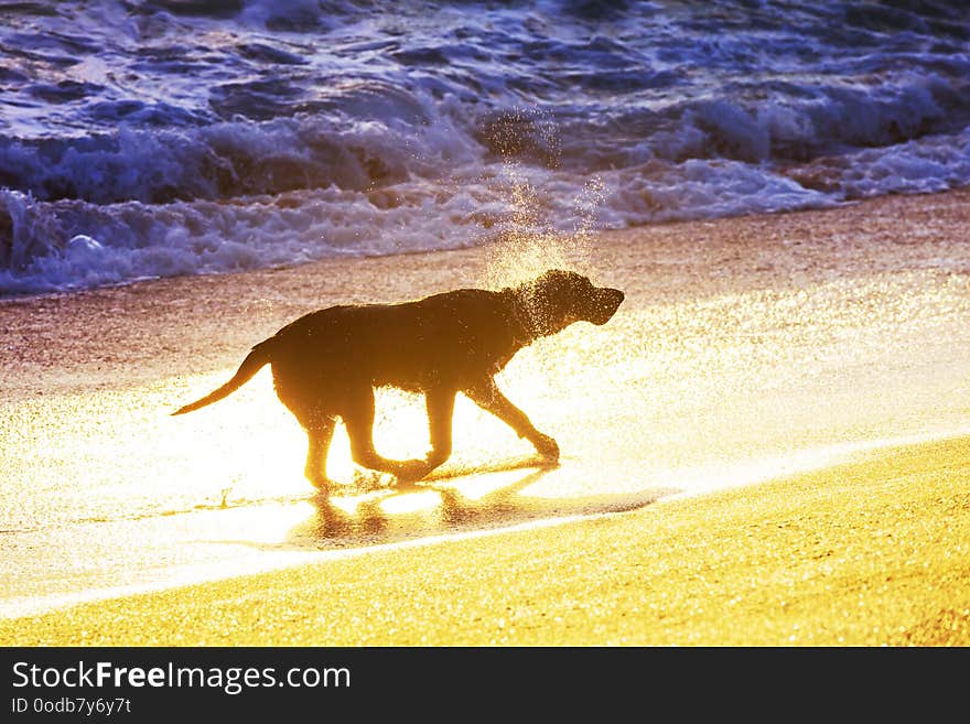 Dog on beach in Hawaii island. Dog on beach in Hawaii island
