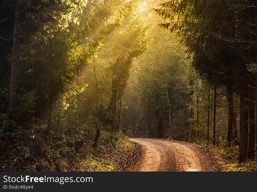 Sun rays through the trees in foggy forest. Road through the forest