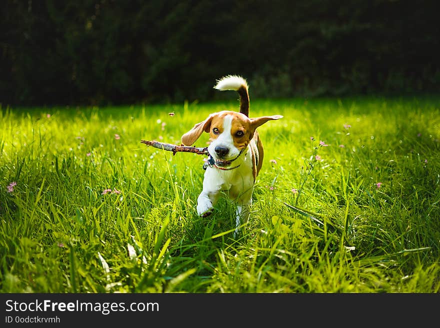 Dog run towards camera on a green grass outdoors fetching a stick