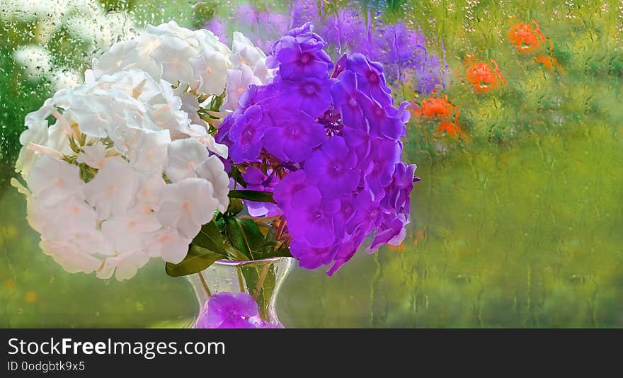 Purple and white Phlox in a vase background of rain drops on the window, a flowered garden celebration weddings congratulations