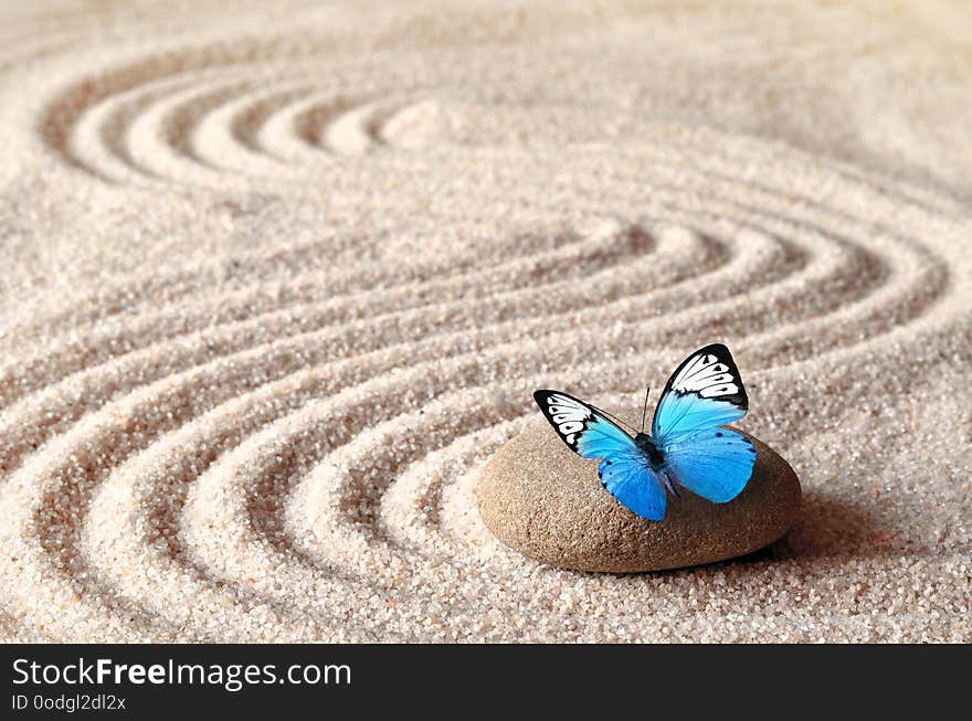 A blue vivid butterfly on a zen stone with circle patterns in the grain sand