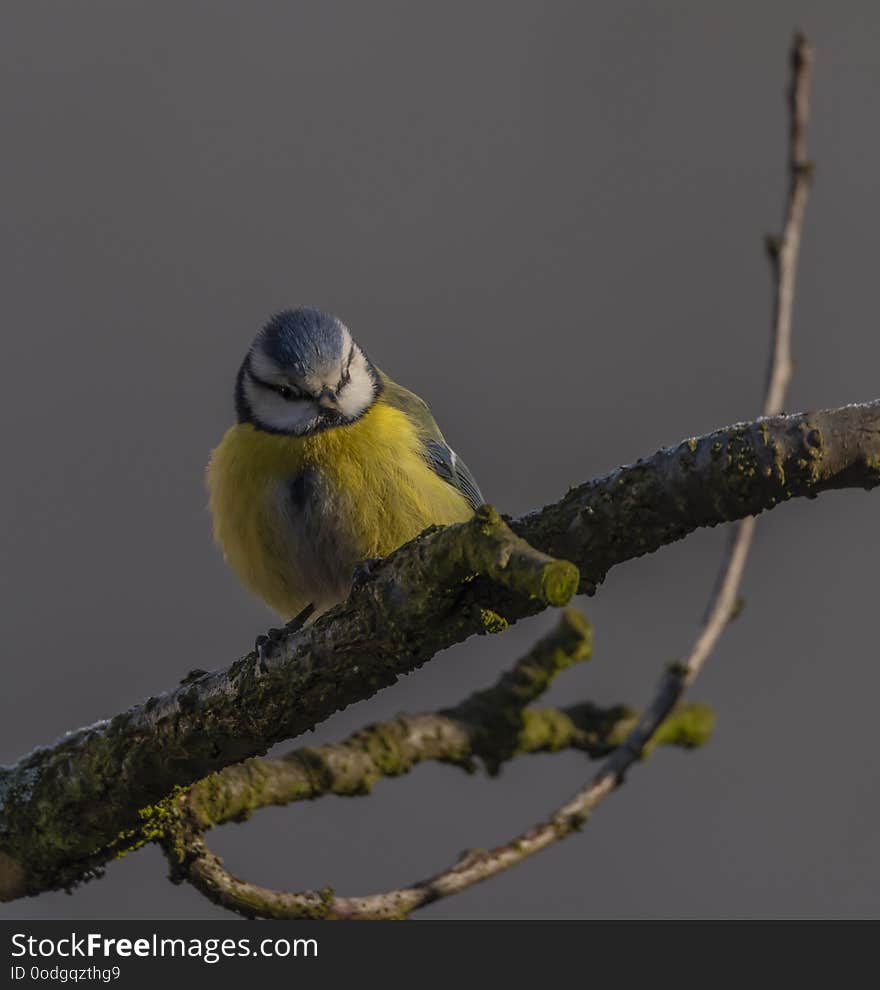 Yellow chickadee bird on apricot tree in winter frosty sunny day