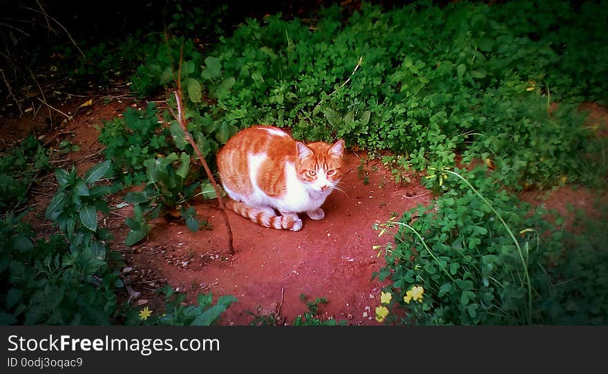 Beautiful cat outdoors