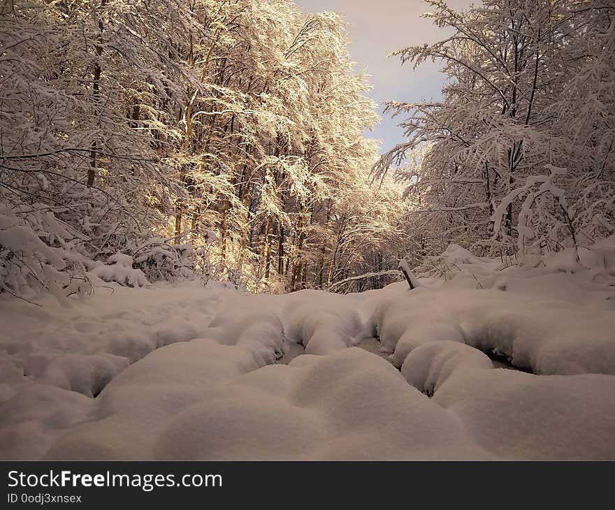 Beautiful sunny winter landscape in the forest