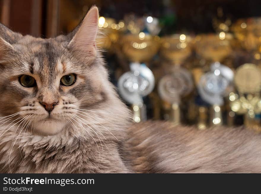 Maine Coon champion on the background of cups cat show winners. Cat color: black tortie silver ticked tabby fs 25