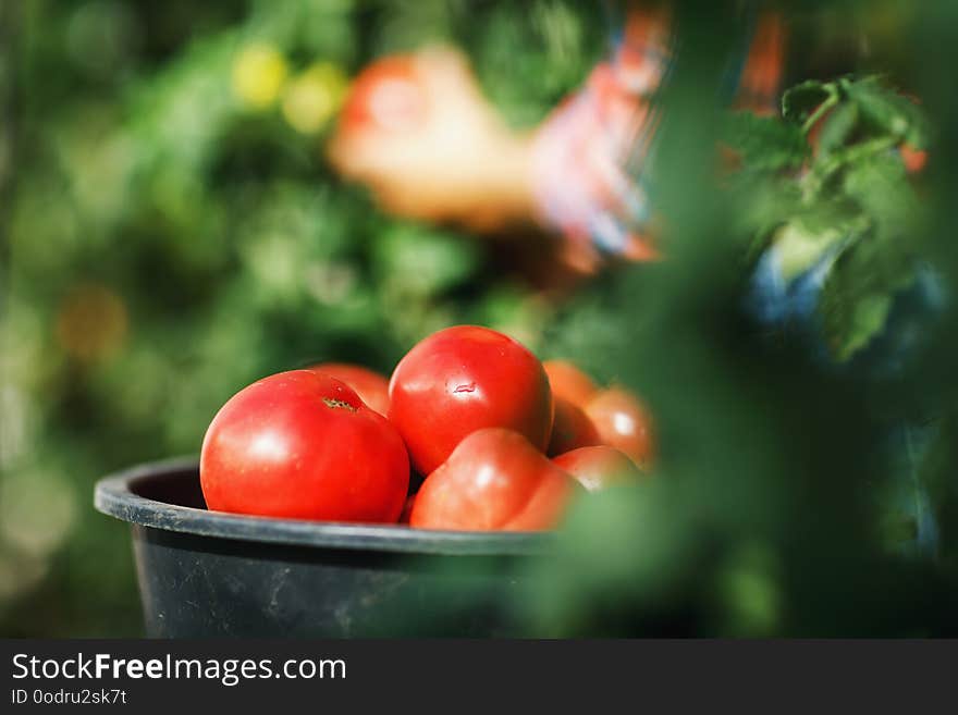 Harvesting ripe tomatoes from the garden, close-up