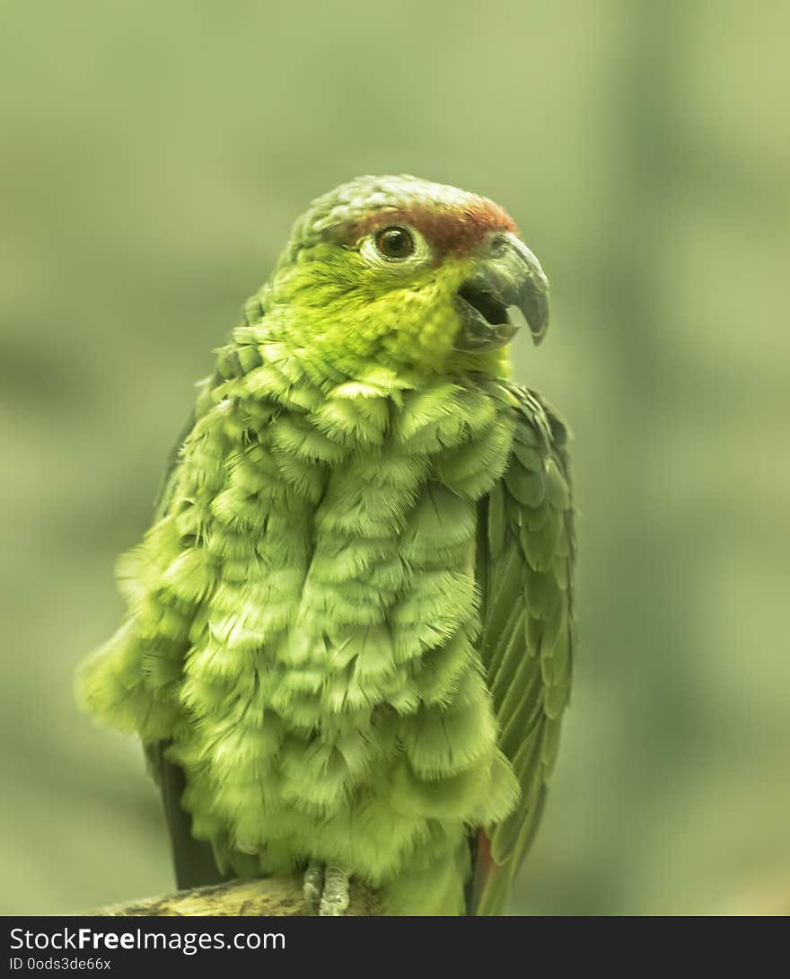 Amazona autumnalis lilacina, Ecuadorian Amazone is parrot native to Ecuador in South America with a black beak, subdued coloring