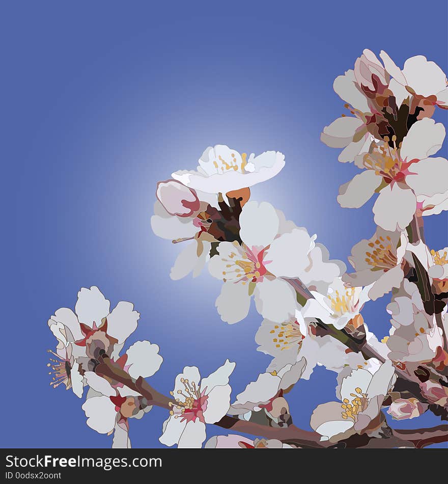 Branches of flowering trees with delicate white flowers on a bright blue background. Branches of flowering trees with delicate white flowers on a bright blue background