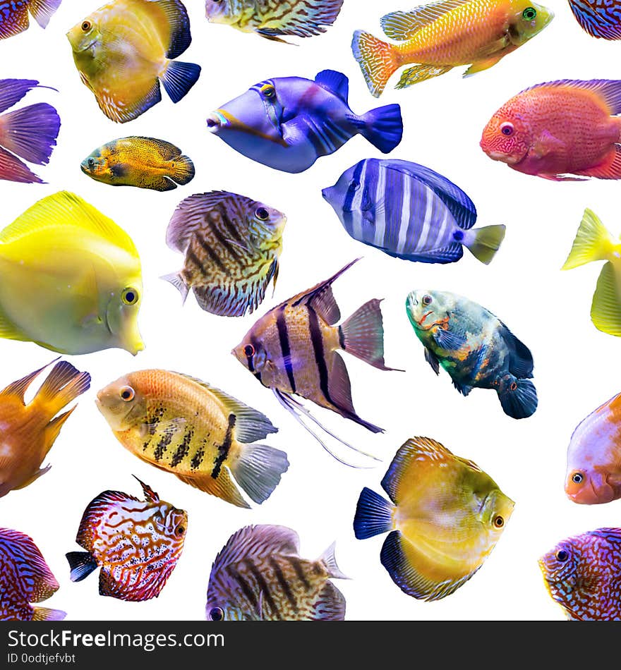 Site about tropical sea and fish . Site about tropical sea and fish .