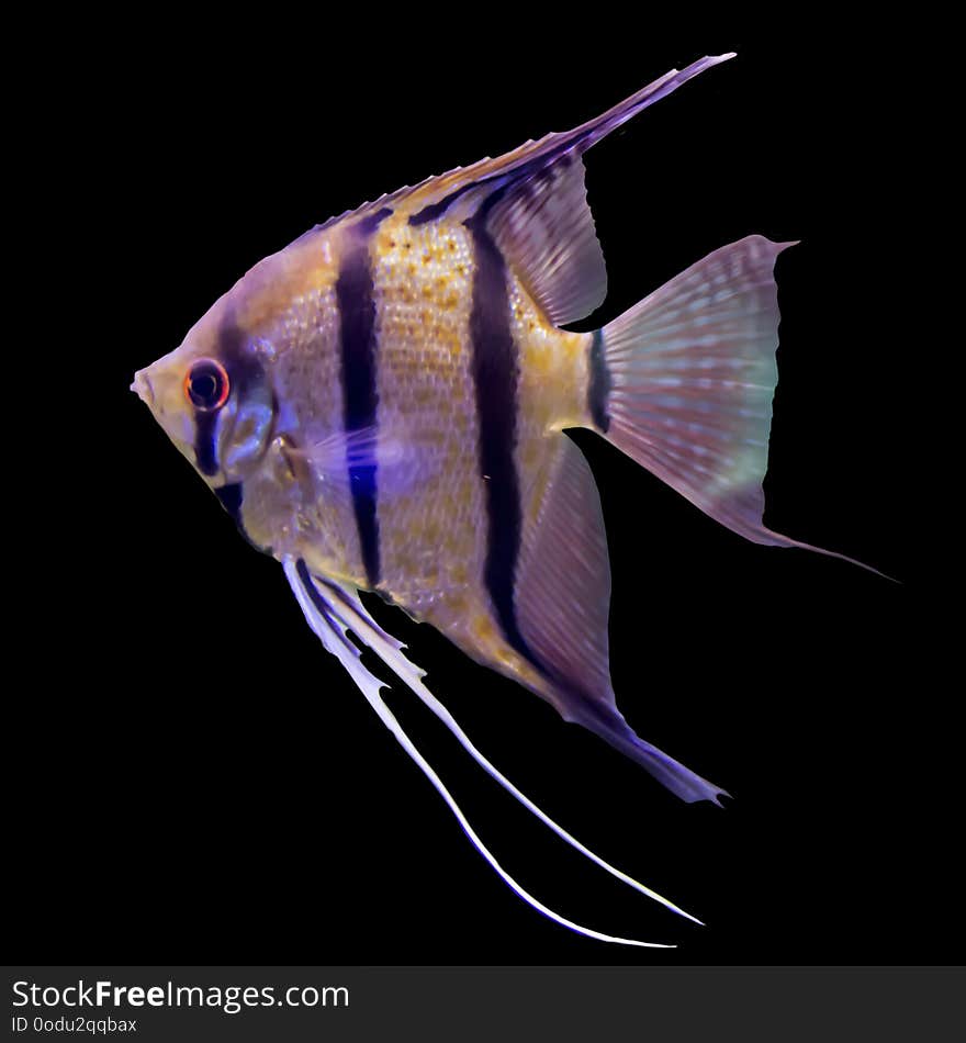 Tropical striped freshwater fish in an aquarium.