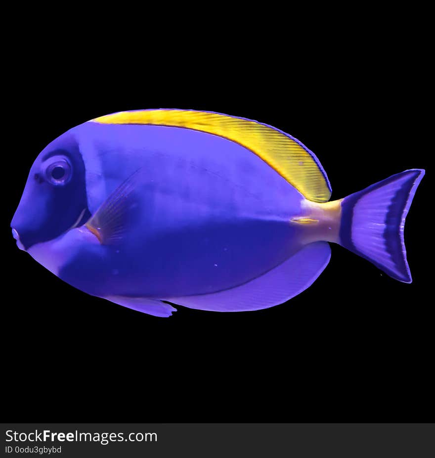 Tropical Striped Sea Fish In An Aquarium.Isolated Photo On Black Background.