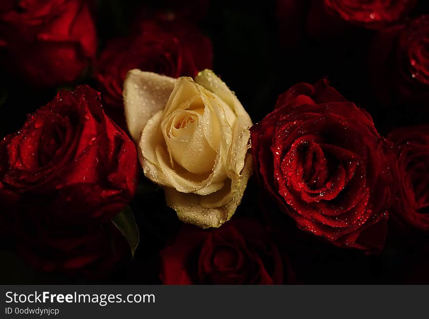 Gorgeous Red And White Roses In Drops Close-up On A Black Background.