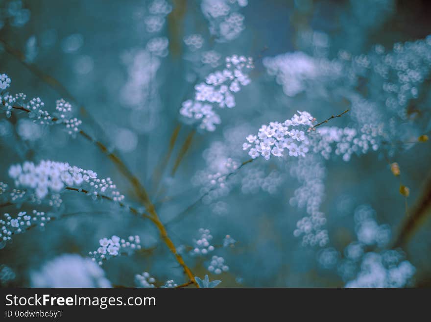 White flowers in pastel blue tinted out of focus. White flowers in pastel blue tinted out of focus