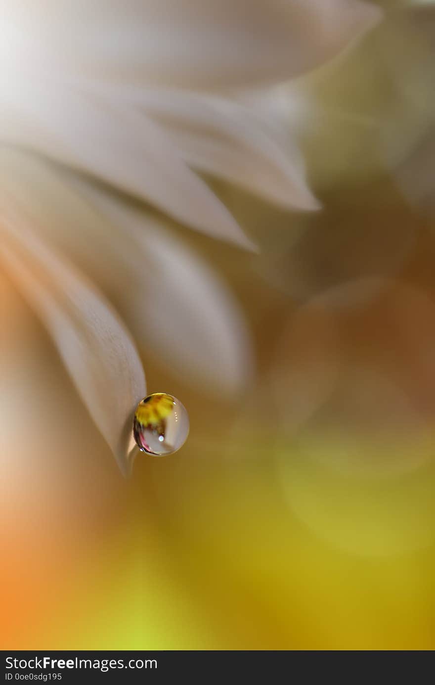 Beautiful spring nature blossom.Beautiful blurred orange nature background,banner ,website,garden concept.Colorful,colors.Macro.