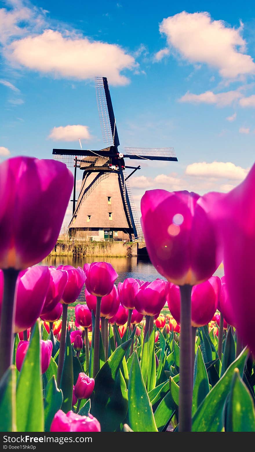 Beautiful magical spring landscape with a tulip field and windmills in the background of a cloudy sky in Holland. Charming places